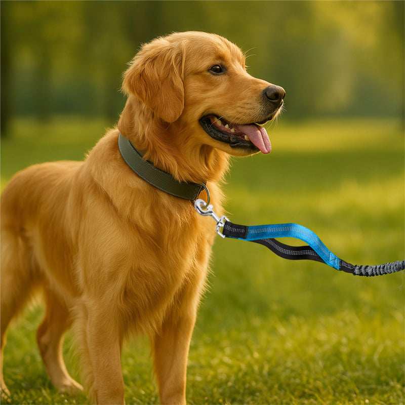 Hands-Free Dog Leash for Dogs up to 130 lbs – Heavy-Duty, Shock-Absorbing Bungee Leash with Zipper Pouch, Dual Padded Handles & Adjustable Waist Belt for Running & Walking – Sky Blue - PawsPlanet Australia