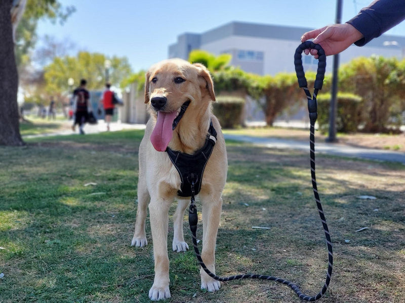 5ft 1/2in Heavy Duty Black Dog Leash for Large Dogs & Medium Size Dogs - Highly Reflective Heavy Duty Dog Rope Leash with Soft Padded Anti-Slip Handle- for 18-120 lbs Dogs 1/2" x 5 FT(18~120 lbs.) - PawsPlanet Australia