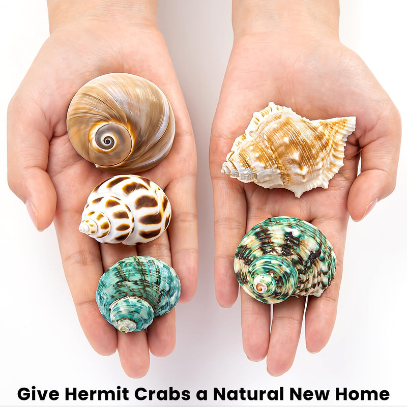 5PCS Hermit Crab Shells | Natural Sea Conch Size 2.1" - 2.8", Opening Size 0.9" - 1.5" | Medium Large Turbo Seashells for Hermit Crab Supplies and Beach Decoration Sea Shell - PawsPlanet Australia