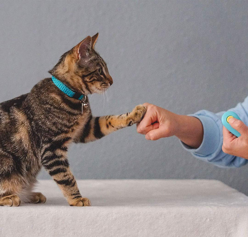 CAT SCHOOL Clicker Training Kit for Cats - 1 Cat Training Clicker, 1 Target Stick, 1 Step-by-Step Instruction Booklet - Clicker Tools for Cat Training, Fist Bump Training, Positive Behavior - PawsPlanet Australia