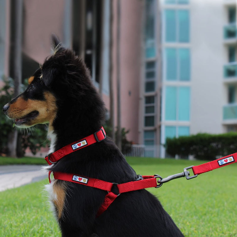 Pawtitas Value Bundle Set | Medium Step in Dog Harness + Medium Dog Collar + Medium/Large 6ft Dog Leash - Lush Green Set - PawsPlanet Australia