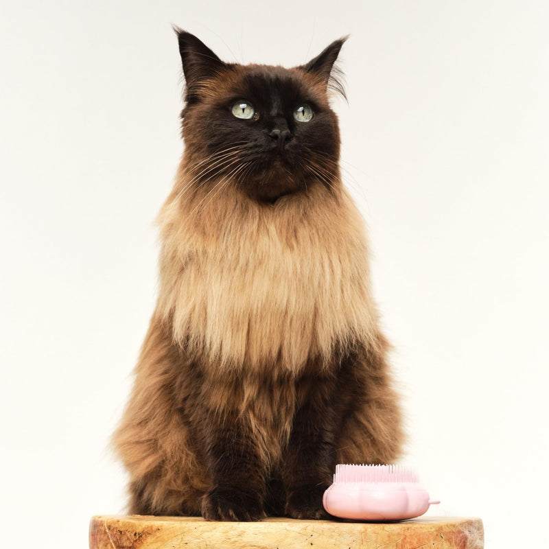 Pet Teezer by Tangle Teezer Cat Brush, De-Shedding Cat Hair Brush for a Gentle, Soothing Groom & Short to Medium Length Fur, Millennial Pink - PawsPlanet Australia