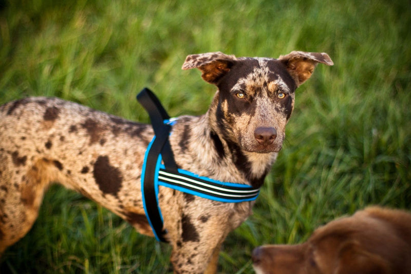 ComfortFlex Large Dog Harness - Made in The USA, Fully Padded, Reflective, Adjustable, Lightweight No-Choke, No-Pull, Non-Chafing Design for Active Dogs, Enhanced Control, Large, Kelly Green - PawsPlanet Australia