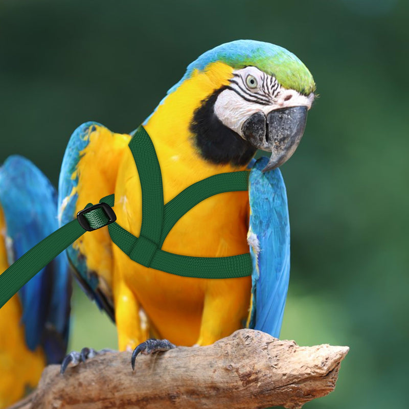 2 pcs Pet Parrot Bird Harness and Leash, Adjustable Training Design Anti-Bite, Outdoor Flying Training Rope Kit for Bird Parrots Fits Birds Chest Between24-51cm /9.45-20inch - M (Green) green Small - PawsPlanet Australia