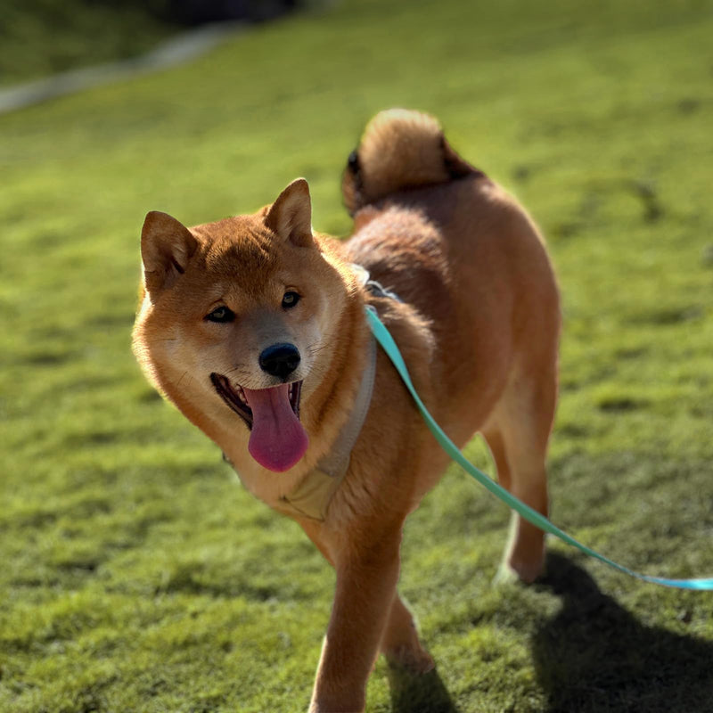 Dog Training Long Leash Waterproof Long Line Heavy Duty Outdoor Recall Lead 10ft 15ft 20ft 30ft 50ft for Small Medium Large Dog (Mint Green, 10FT) Mint green - PawsPlanet Australia
