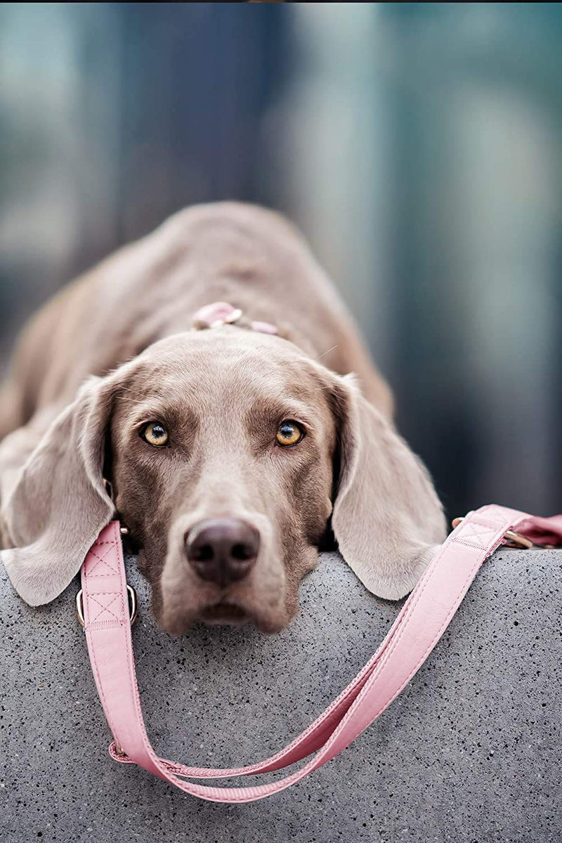 Soft Leather Dog Collar and Leash (6.6') Set - Stylish Rose Gold Heavy Duty Metal Buckle, 4 Adjustable Lengths Leash for Small Medium Large Dogs - Comfortable & Easy to Clean Pink M(13.8"-19.7") M(13.8"-19.7")