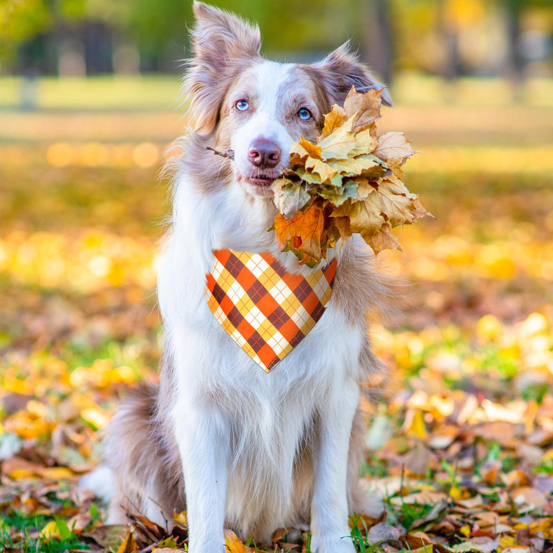 Sadnyy 40 Pcs Fall Dog Bandanas Bulk for Dogs Autumn Pumpkin Maple Leaves Triangle Bibs Reversible Thanksgiving Dog Bandana Adjustable Pet Kerchief Scarf Washable Cat Scarf for Holiday Pets(XL) XL - PawsPlanet Australia