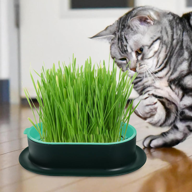 3 Pcs Cat Grass Planter Catnip Cat Grass Box Hydroponic Cat Grass Box Cat Grass Tray Cat Grass Container Cat Grass for Indoor Cats for Planting Cat Grass