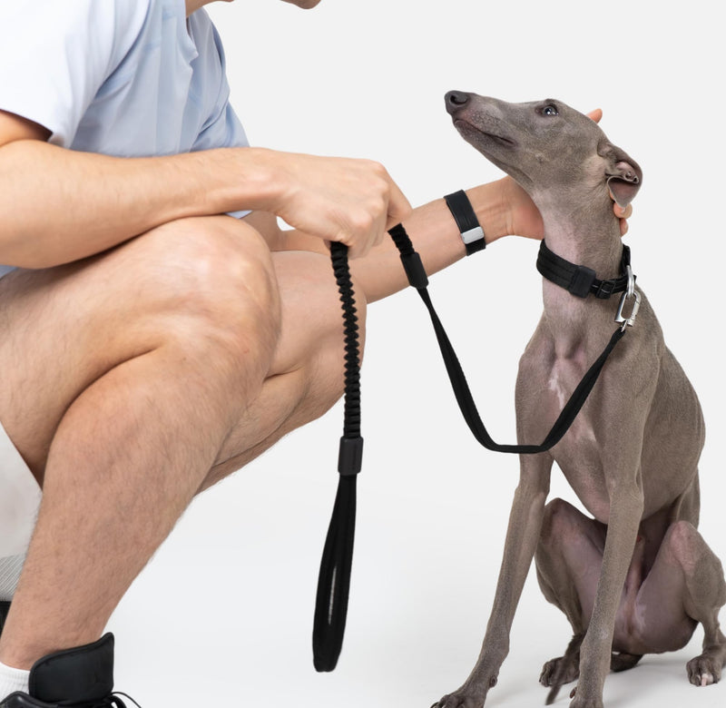 Ultra Comfort Dog Leash Soft Padded Comfortable Handle Alloy Clip Shock Absorbing Bungee Leash for Outdoor Walking Jogging for Small Medium Large Dogs Up to 110lbs (Midnight Black, S) Midnight Black - PawsPlanet Australia
