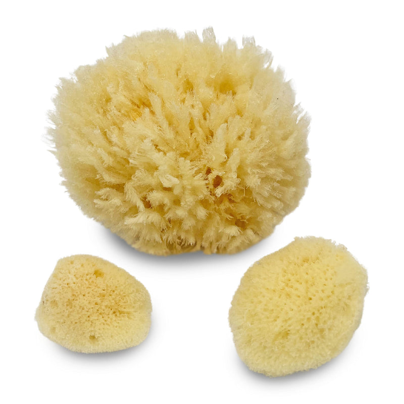 Sea Sponges for Dogs - Luxury Canine Bath Care, for Pet Grooming, Soft & Gentle Pampering - PawsPlanet Australia