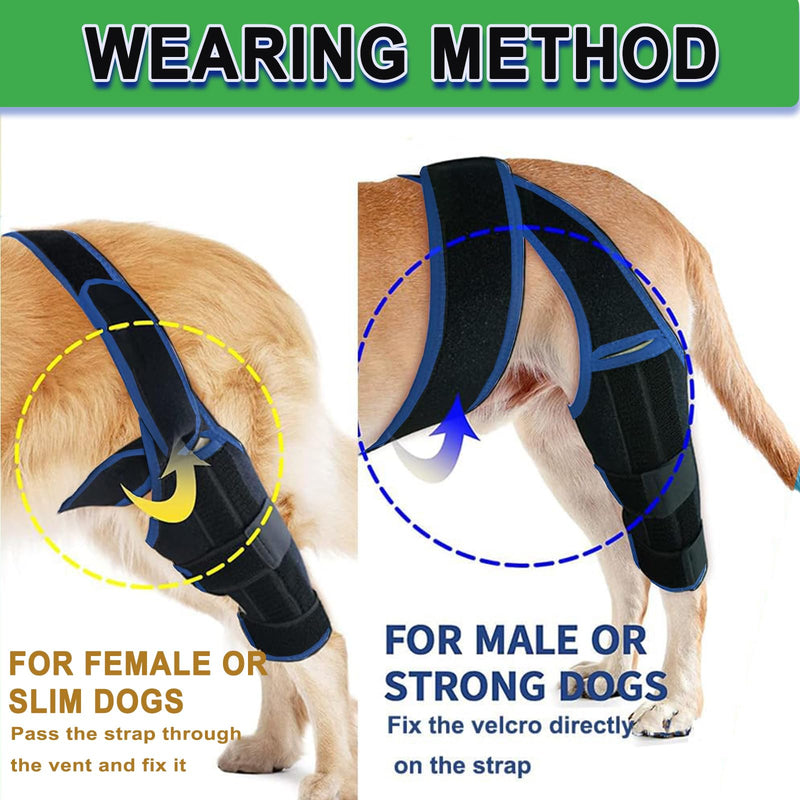 Dog Knee Brace for Torn ACL/CCL Hind Leg Reflective Front Back Leg Extra Support Dog Joint Protection Arthritis Pain Relief, Injury, Adjustable Vet-Recommended Recovery Brace for Dogs M Blue