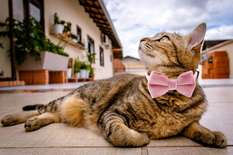 Cat Collar Breakaway with Bell and Removable Bow Tie Safety Buckle Velvet Adjustable 7-11 inches for Kitten Cats (Pink) Pink