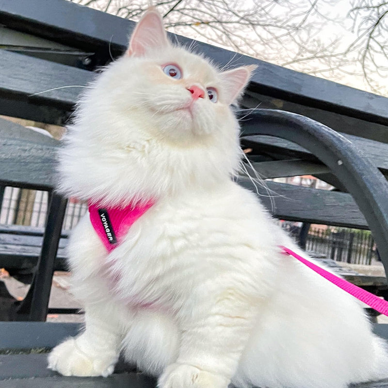 Voyager Step-in Lock Dog Harness w Reflective Dog Leash Combo Set with Neoprene Handle 5ft - Supports Small, Medium and Large Breed Puppies/Cats by Best Pet Supplies - Fuchsia, L - PawsPlanet Australia