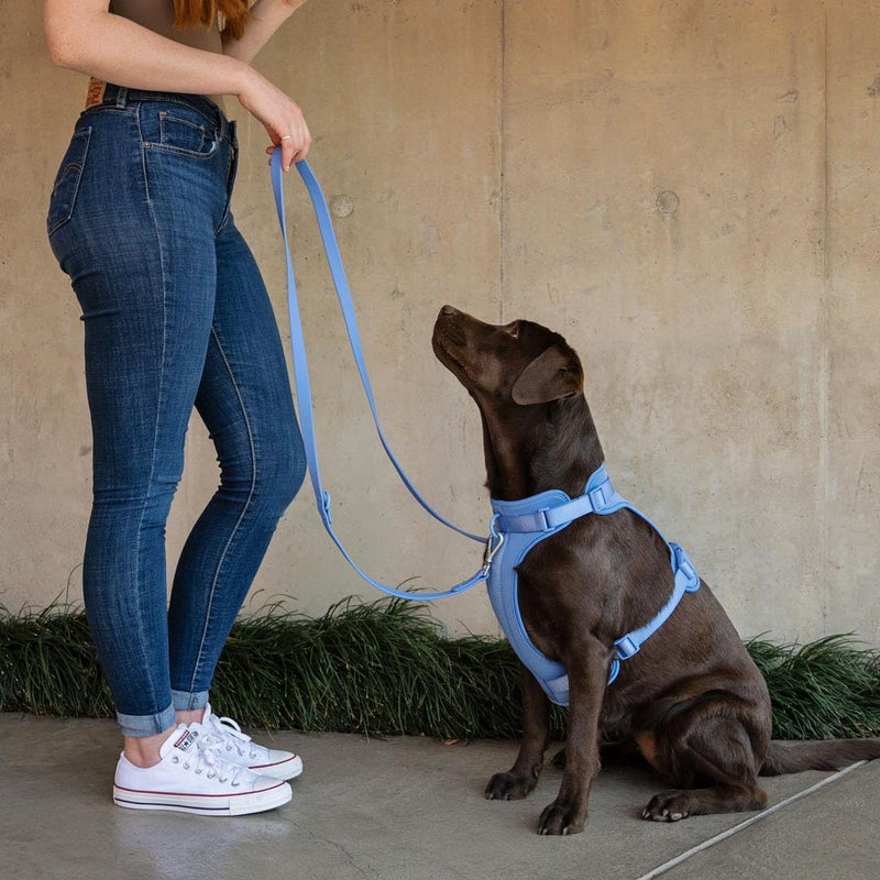 King Macks Dog Harness Set with Collar and Leash, Waste Bag Holder and Dirty Waste Bag Clip, Adjustable for Small/Medium/Large Dogs, Lightweight (Blue with Green, Large) Blue with Green - PawsPlanet Australia