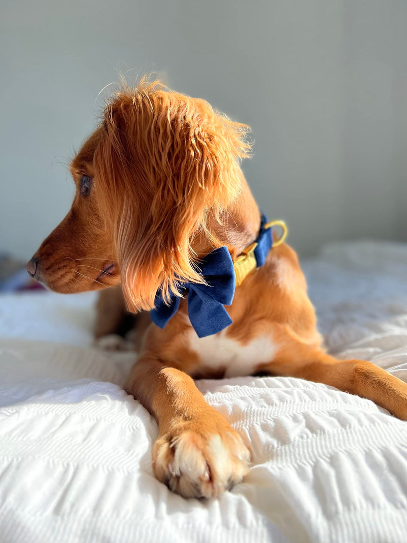 Royal Blue Velvet Dog Adjustable Collar Bowtie – Luxury Velvet Collar with Detachable Bow Tie and Gold Safety Buckle for Dog or Puppy (Extra Small) Extra Small