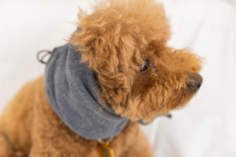 Dog Blow Dryer Ear Cover,Dog No Flap Ear Wrap Anxiety & Stress Relief - Dog Ear Flap Wrap for Surgery Recovery Grey M Medium - PawsPlanet Australia