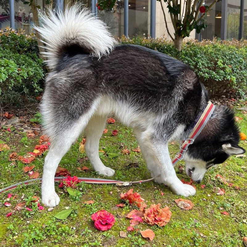 10FT / 15FT / 20FT Anti-Choke Slip Lead Dog Leash, 1” Wide Soft Thick Long Training Leash for Strong Small Medium Large Dogs (red-20ft) 1'' x 20 FT red - PawsPlanet Australia