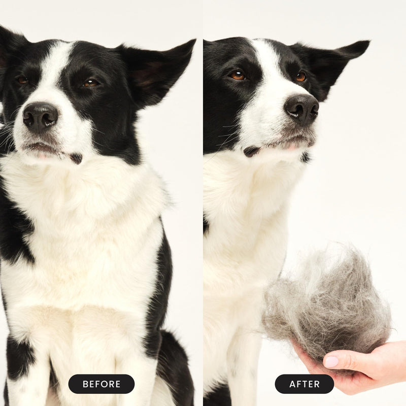 Pet Teezer De-Shedding Dog Brush by Tangle Teezer, Dog Grooming Tool for Long Haired Breeds and Wet or Dry Fur, Large, Purple & Gray Purple & Grey Large De-shedding - PawsPlanet Australia