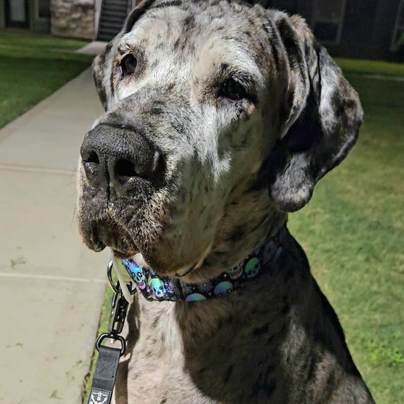 Martingale Dog Collar 1.5 Inch Wide - Heavy Duty Skull Design for Large Dogs, Adjustable Training Collar for Walking, Hunting, and Outdoor Activities - Perfect for Boys and Girls (M) 11 M Neck 15-20" - PawsPlanet Australia