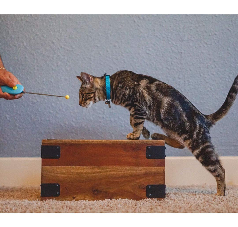 CAT SCHOOL Clicker Training Kit for Cats - 1 Cat Training Clicker, 1 Target Stick, 1 Step-by-Step Instruction Booklet - Clicker Tools for Cat Training, Fist Bump Training, Positive Behavior - PawsPlanet Australia