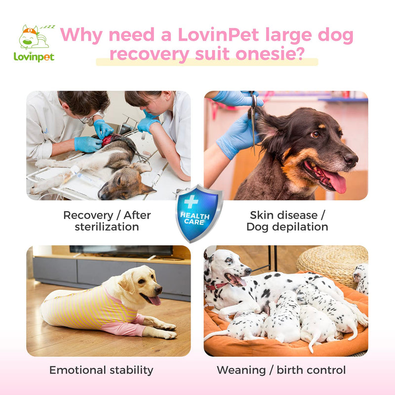 LovinPet Dog Recovery Suit for Large Medium Dogs - Full Coverage Dog's Bodysuit Wound Protective Surgical for Abdominal Wounds After Surgery Anti-Licking Cut-Out Design of Abdomen,Buttons,XXL XXL Pink collar/Yellow - PawsPlanet Australia