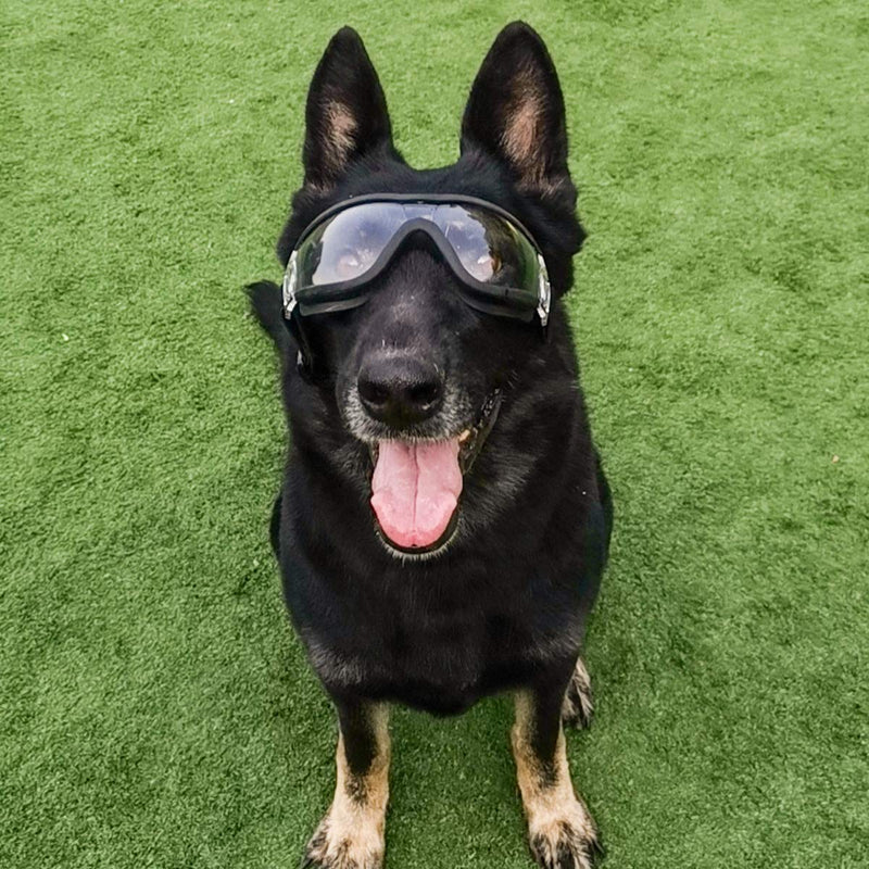 ENJOYING Clear Dog Goggles Medium Anti-UV Doggy Sunglasses for Medium-Large Dogs Outdoor Fog-Proof Windproof Snowproof Dog Glasses, Adjustable, Easy Wear, Transparent