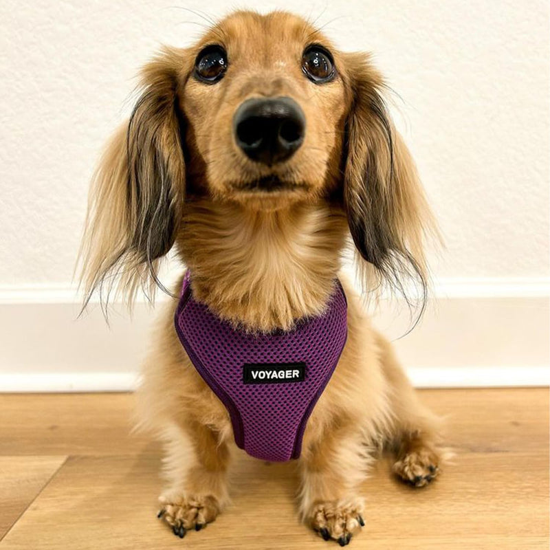 Air Frontier Mesh Dog Harness with Steel Leash D-Ring, Reflective Stitching, and Lightweight Breathable No-Pull Design, Adjustable Neck and Chest Straps for Small to Large Breeds - PPW, XS XS (Chest: 13 - 16") Harness (Purple Mesh) - PawsPlanet Australia