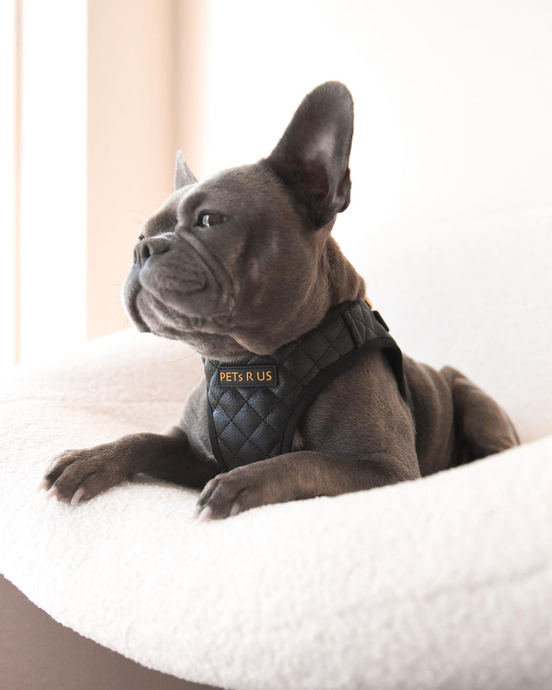 Step in Dog Cat Harness Choke Free Escape Proof Pet Vest Quilted Vegan Leather Breathable Mesh Padded for Small Medium Dogs (Black, Large) Black Large: Neck=12.5-14''/Chest:18-21'' - PawsPlanet Australia