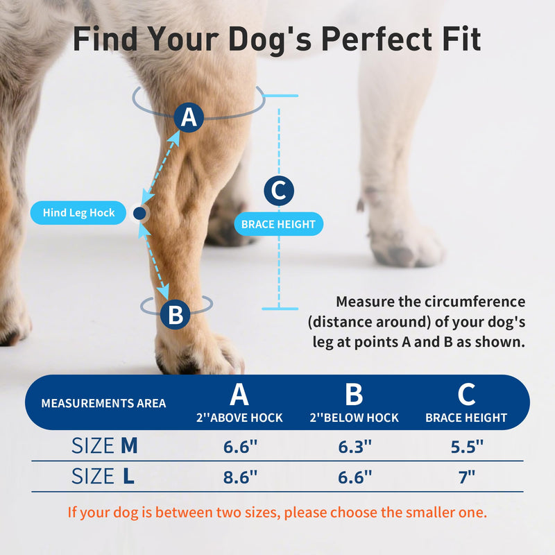 Dog Leg Braces – Adjustable Double straps reinforcement – Protects Wounds and Helps Heal Hind Legs Rear Ankle Joint – Hock & Ankle Support for Senior Dogs, ACL & Ligament Injury Recovery (L) L