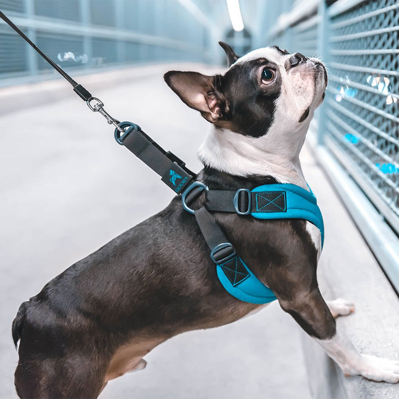 Gooby Escape Free Sport Harness - Blue, Small - No Choke Step-in Patented Neoprene Dog Harness with Four-Point Adjustment for Small to Medium Dogs Small chest (12.5-18.75") - PawsPlanet Australia