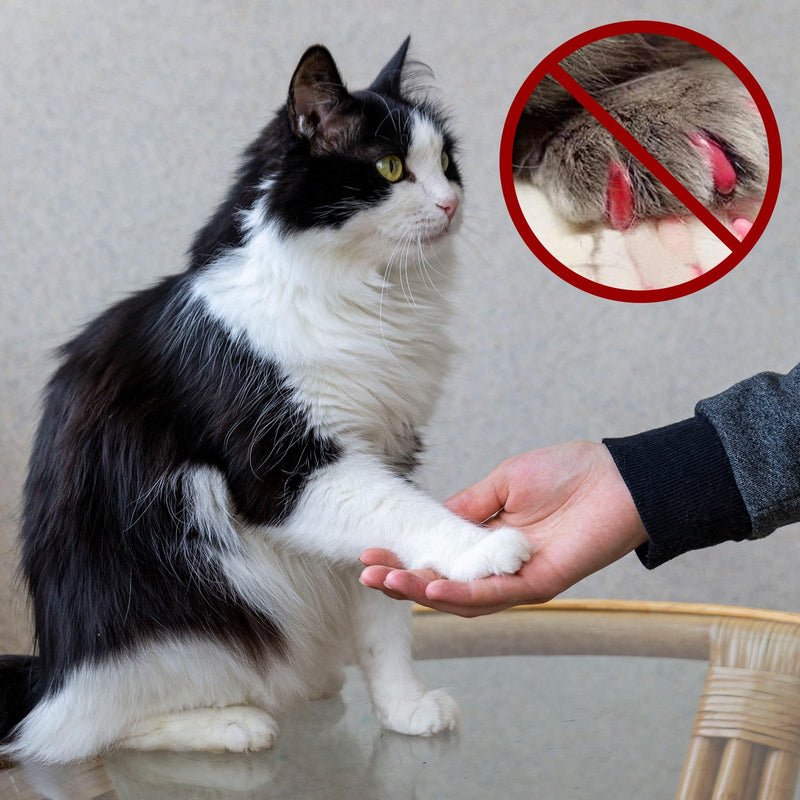 42 Pcs Pet Nail Grinder Replacement Kit with Grit Sanding Bands Pet Dog Nail Smoother Sanding Drum Set Pet Claw Grooming Supplies for Dog Claw Care (80#/120#) - PawsPlanet Australia