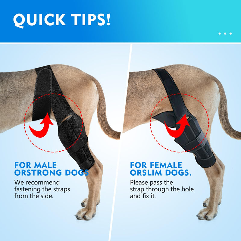 Black Dog Knee Brace for Hind Leg Adjustable Dog Leg Support Back Leg for Joint Pain Relief Arthritis Luxating Patella for Puppy with touthbrushes XS