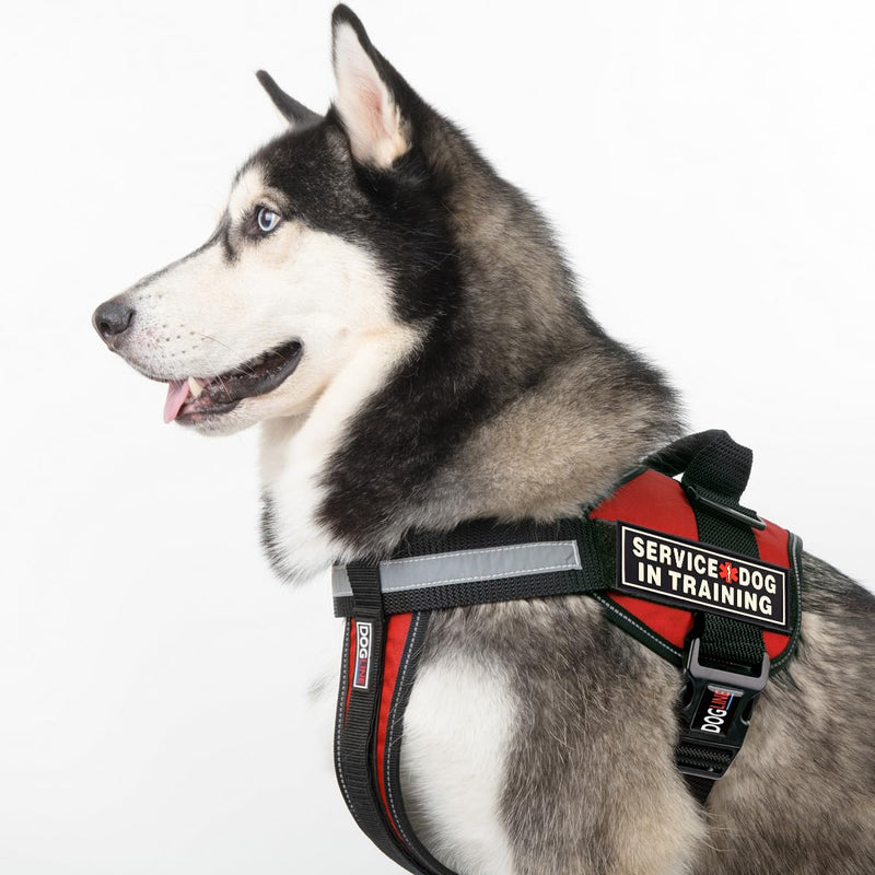 Dogline Service Dog in Training Patches for Harnesses and Vests Removable 3D Rubber Patches with Hook Backing for Small Medium or Large Working Dogs 1" x 2.75" - Two Patches - PawsPlanet Australia