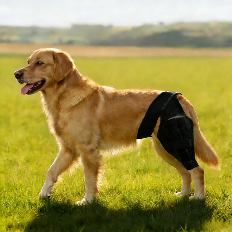 Dog Knee Brace for Torn ACL/CCL & Hind Leg Support - 12 -XL