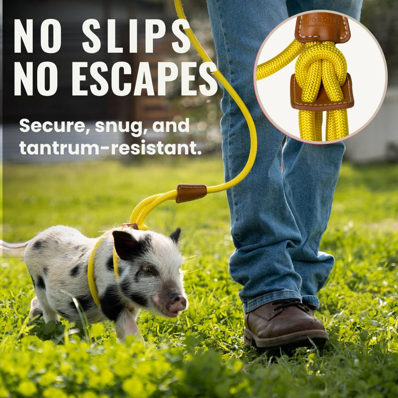 Mini Pig Harness & Leash (S/M) - Fully Adjustable, Infinity Style Lead, Step-in Harness, Potbelly Supplies, All-in-One - Ideal for Small & Medium Pet Pigs (Small, Eggshell Blue) S/M