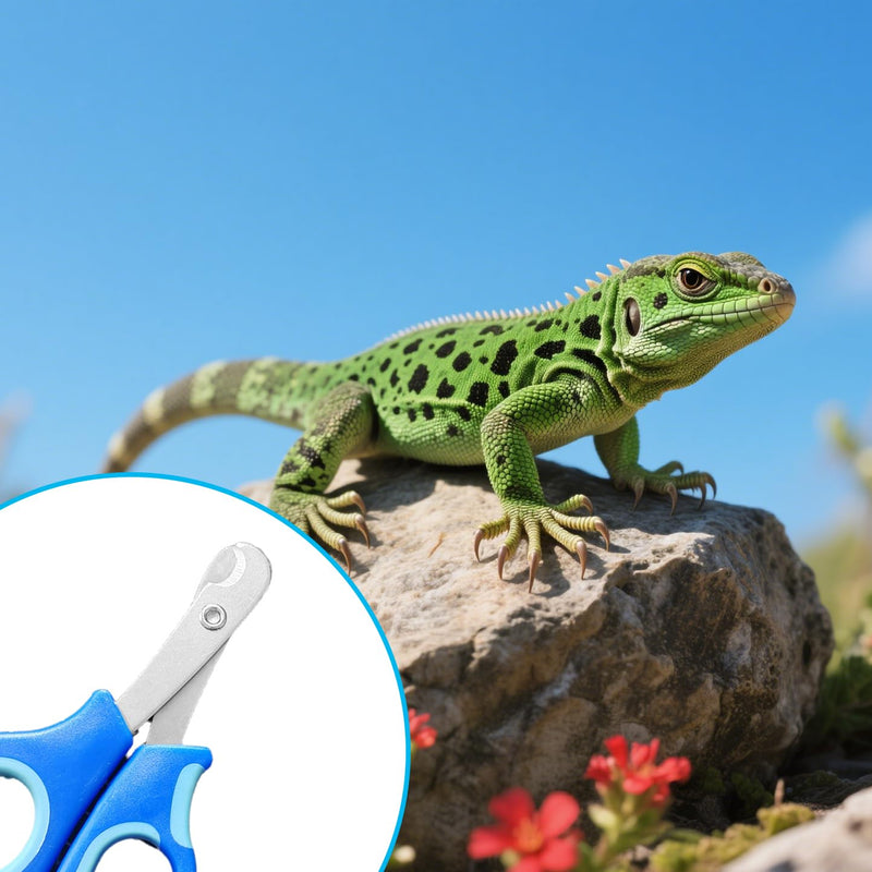 Bearded Dragon Nail Clippers with Nail File，Stainless Steel Bearded Dragon Toe Nail Clippers Professional Grooming Pet Tool for Small Breed Animals - PawsPlanet Australia
