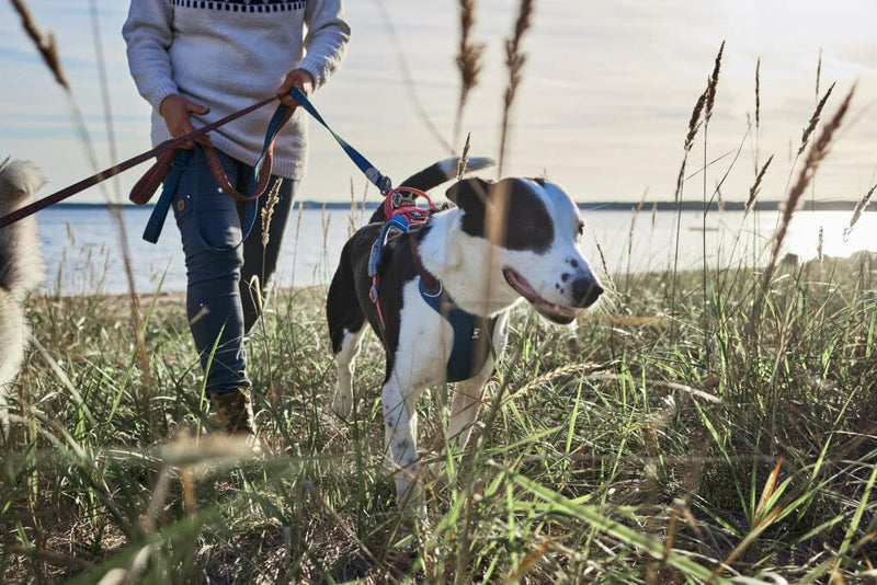 Hurtta Weekend Warrior Warming ECO Dog Harness, Bilberry Mix, 16-18 in Billberry Mix - PawsPlanet Australia