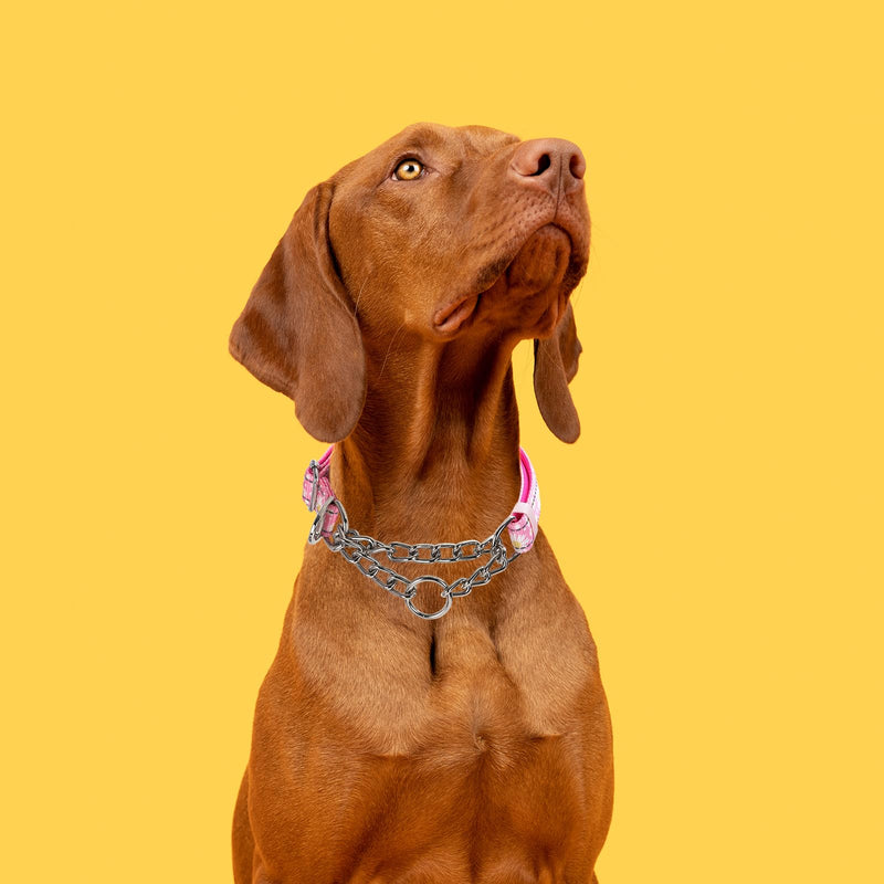 Chain Martingale Collar for Dogs，Stainless Steel No Pull Slip Cinch Choker Choke Collar Training Escape Proof Heavy Duty Dog Collar for Small Medium Large Pet Girl Female Dogs，Pink Flower M M(Neck12-17") Pink Daisy - PawsPlanet Australia