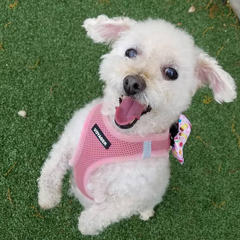 Voyager Step-in Air Cat Harness - All Weather Mesh Step in Vest Harness for Small and Medium Cats by Best Pet Supplies - Harness Leash Set (Pink), XXS Leash Bundle (Pink Matching Trim) XXS (Chest: 11.5 - 13" * Fit Cats) - PawsPlanet Australia