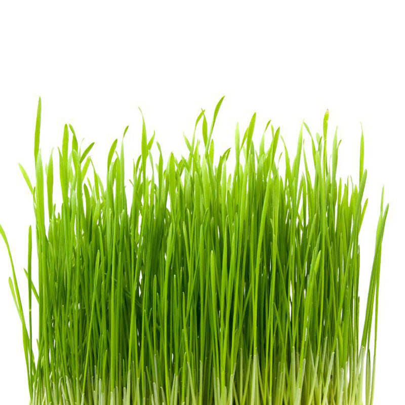 50g cat grass treats to help remove hairballs. Say goodbye to hairballs. Functional. Improve your teeth's dental health. Snacks
