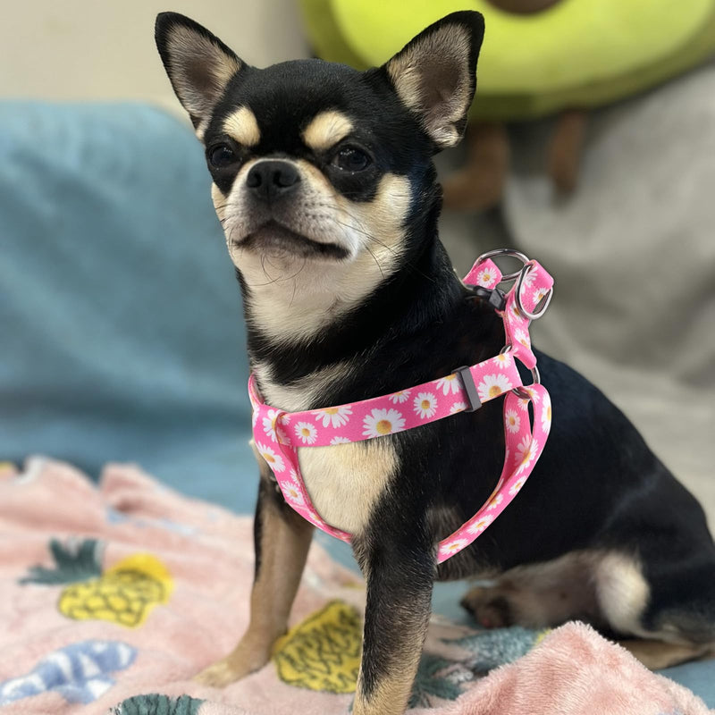 QQPETS Dog Harness Leash Set Adjustable Heavy Duty No Pull Halter Harnesses for Small Medium Large Breed Dogs Back Clip Anti-Twist Perfect for Walking (XS(12"-18" Chest Girth), Daisy) XS(12"-18" Chest Girth) - PawsPlanet Australia