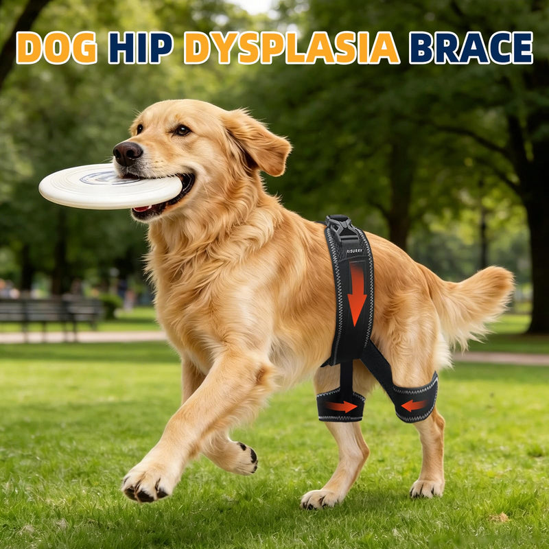 CHAMIN Dog Hip Brace for Hip Dysplasia – Adjustable Support Harness for Dogs, Relieves Joint Pain & Arthritis, Stabilizes Back Legs, Prevents Hip Issues, Orthopedic Support(L) Large