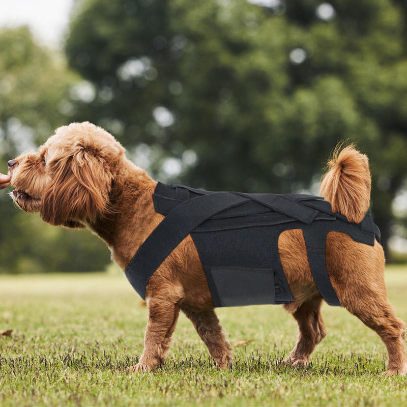 Back Bracer for IVDD in Dogs, Arthritis, Spinal Surgical Recovery, Herniated Disc, Slipped Disc, Rehabilitation, Adjustable Back Support, Dog Back Brace, Back Protector Medium - PawsPlanet Australia