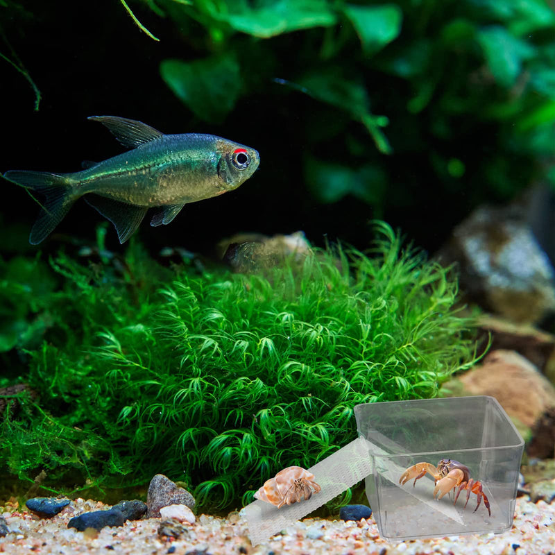 2 Pack Transparent Hermit Crab Water Tank with Climbing Ramp, Hermit Crab Aquarium Tank Cage Salt Water Pool Accessories, Hermit Crab Habitat for Small or Medium Hermit Crab Habitat - PawsPlanet Australia