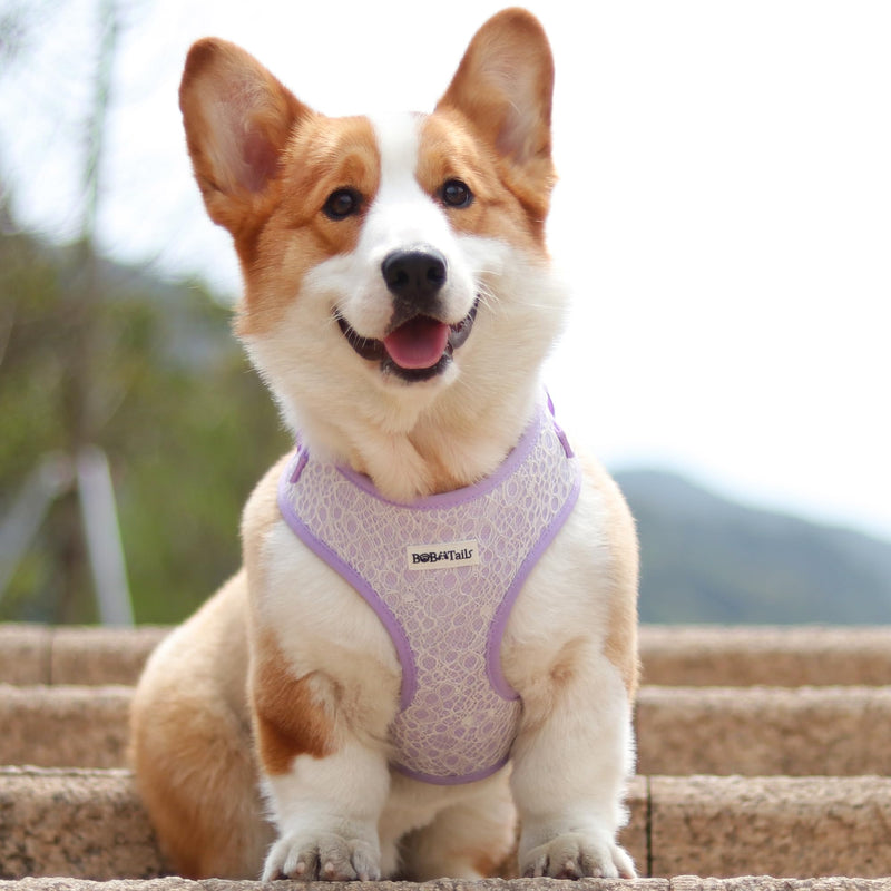 Lavender Lace Dog Harness with D-Ring Leash Clip Set,Adjustable Soft Padded and Cotton Fabric Pet Vest for Large,Medium and Small Dogs (Lanvender, Small) Lanvender - PawsPlanet Australia