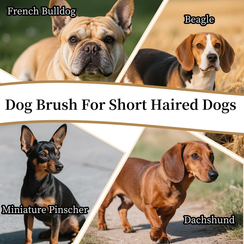 Stainless Steel Pet Deshedding Brush with Handle - Short & Dense Teeth for Short-Haired Dogs, Efficiently Removes Deep Undercoat (Blue, Large) Blue - PawsPlanet Australia