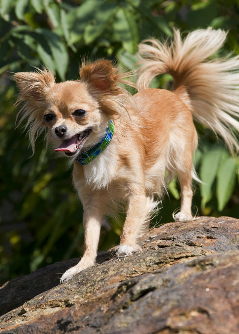 LupinePet Originals 1/2" Tail Feathers 10-16" Adjustable Collar for Small Dogs 1/2"W; 10-16" Neck - PawsPlanet Australia
