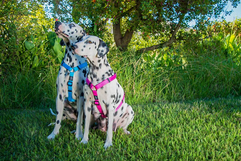 Reflective Adjustable Dog H Harness for Large Dogs; matching collar and leash available, Yellow - PawsPlanet Australia