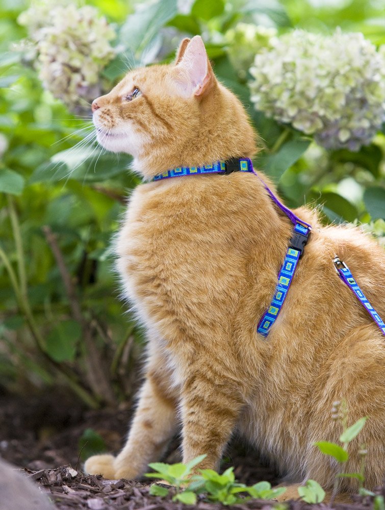 LupinePet Originals 1/2" Sea Glass 9-14" H-style Harness for Small Pets 1/2" by 9"-14" girth - PawsPlanet Australia