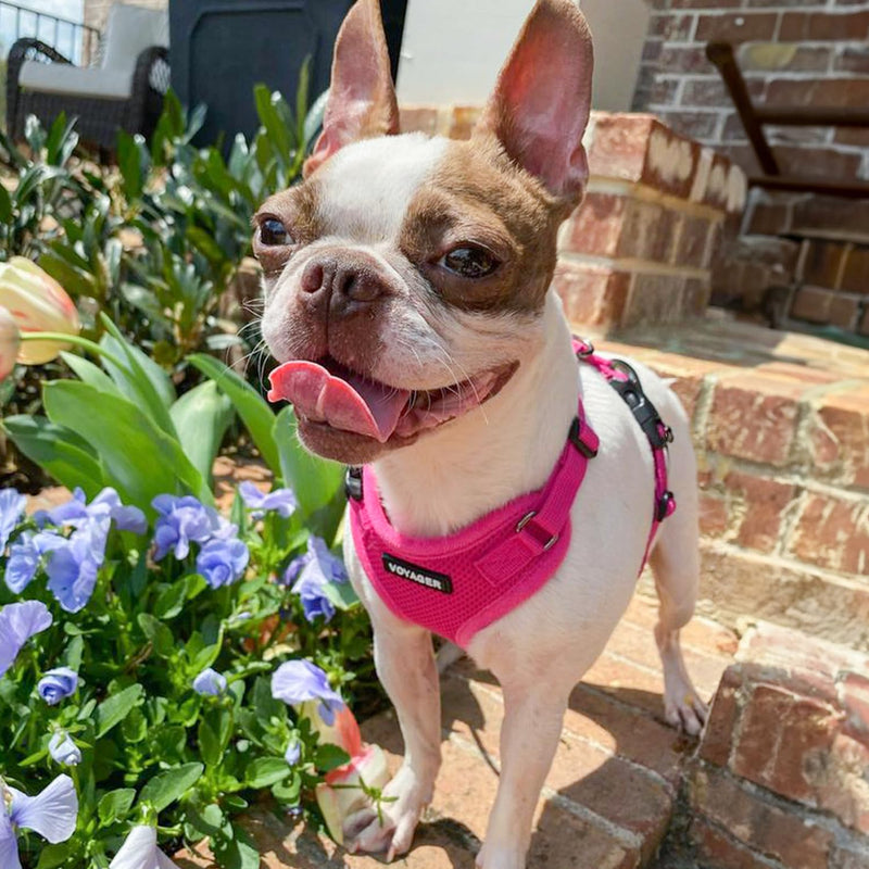 Voyager Step-in Pet Harness - All Weather Mesh, Adjustable Step in Harness for Cats and Dogs by Best Pet Supplies - Fuchsia, L Harness (Fuchsia) L (Chest: 20 - 25") - PawsPlanet Australia